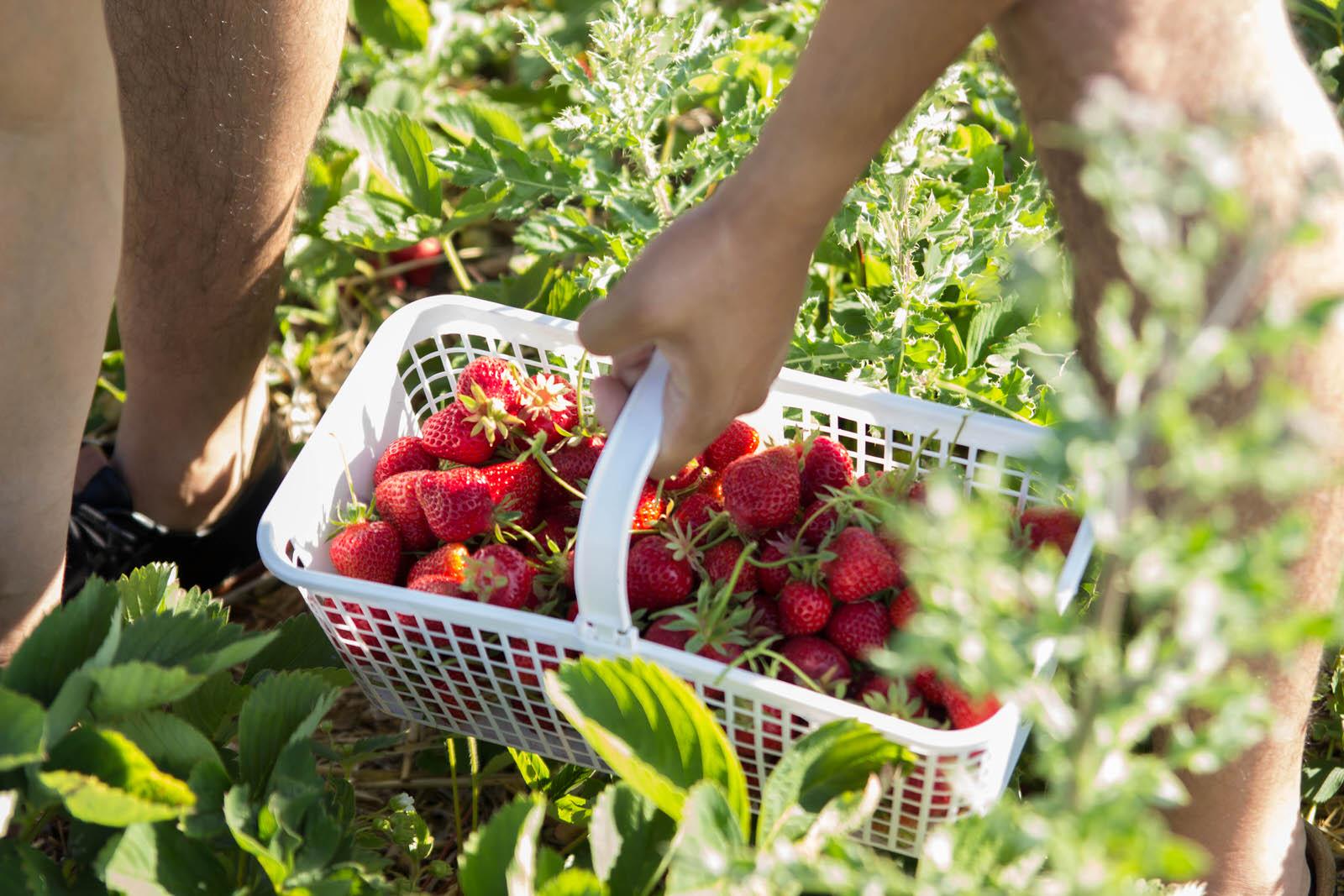 Strawberry picking jobs in france