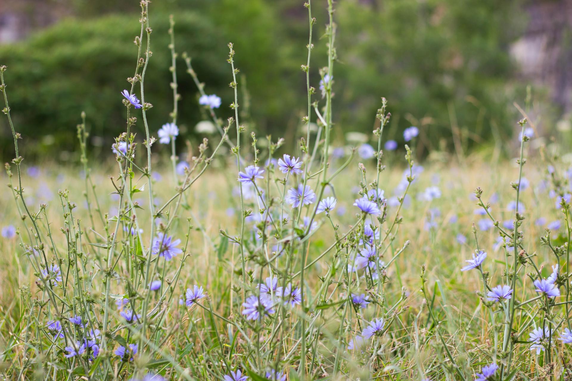 Kelso Hike07232016_5117